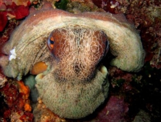  Encuentros únicos bajo el agua 
